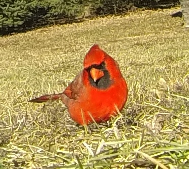 Northern Cardinal Male
