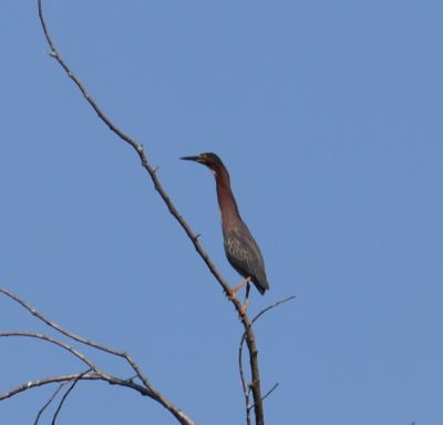 Green Heron
