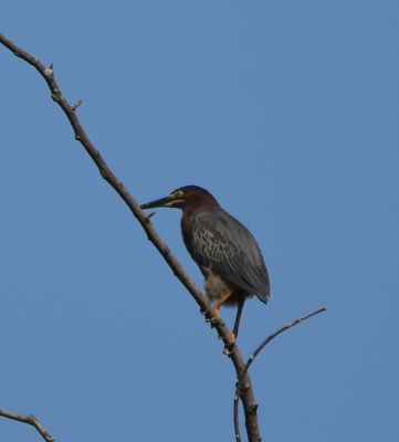 Green Heron
