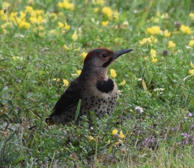Northern Flicker
Keywords: Species