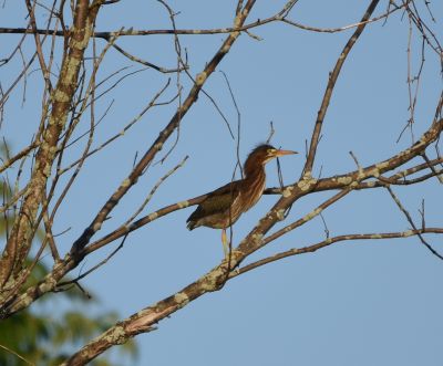 Green Heron
