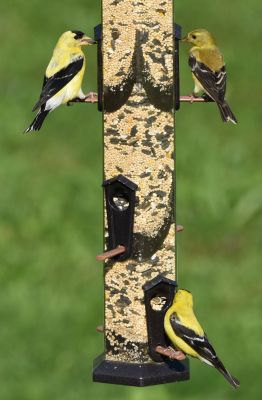 American Goldfinch Male and Female
