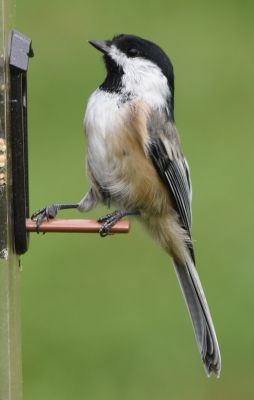 Black-Capped Chickadee
Keywords: Species