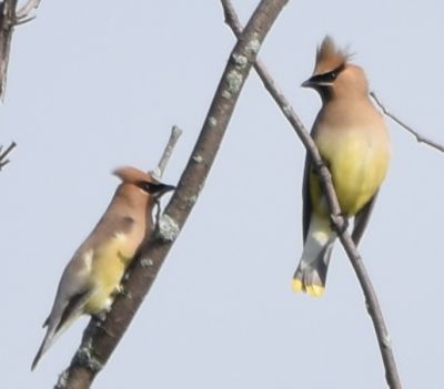 Cedar Waxwings
Keywords: Species
