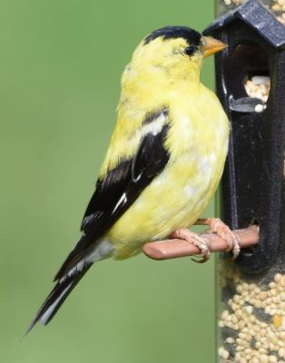 American Goldfinch
Keywords: Species