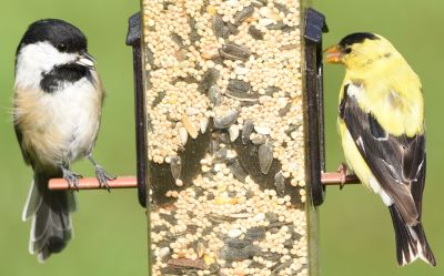Black-Capped Chickadee and American Goldfinch
