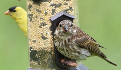 House Finch and American Goldfinch 
