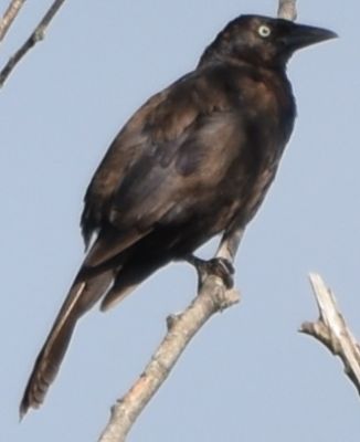 Common Grackle
