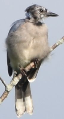 Blue Jay Fledgling
