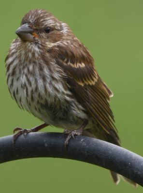 House Finch
Keywords: Species