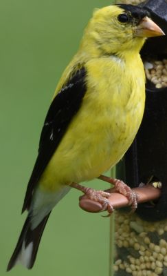 American Goldfinch
