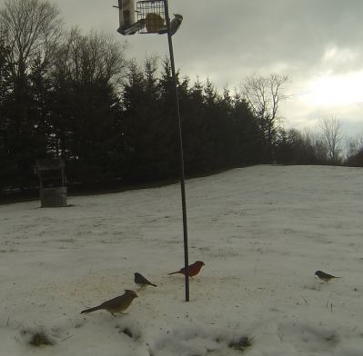 Nothern Cardinals Black-eyed Juncos and Downey Woodpecker
