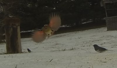 Northern Cardinal and Black-eyed Junco
