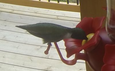 Ruby-Throated Hummingbird 
