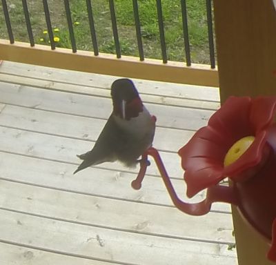 Ruby-Throated Hummingbird 

