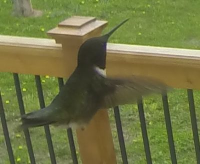 Ruby-Throated Hummingbird 
