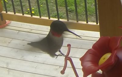 Ruby-throated Hummingbird 
Keywords: Species