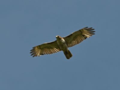 Broad-winged Hawk
