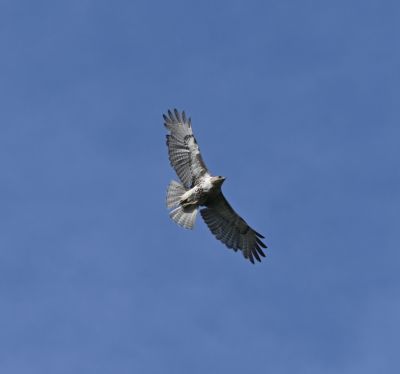 Broad-winged Hawk
Keywords: species