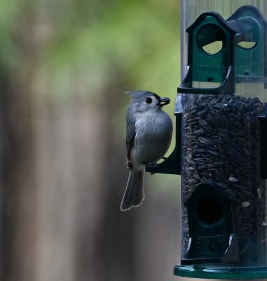 Tufted Titmouse
Keywords: species