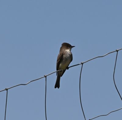 Eastern Phoebe
Keywords: species