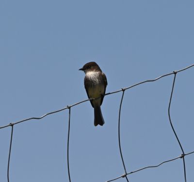 Eastern Phoebe
