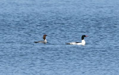 Common Merganser Female and Male
Keywords: waterfowl