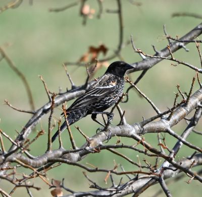 Red-Winged Blackbird Female or Non breading Male

