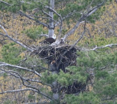 Fledglings 
Keywords: eaglenest