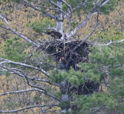 Fledglings 
Keywords: eaglenest