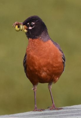 American Robin
Keywords: Species