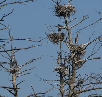 Great Blue Heron Nesting Colony
