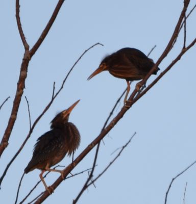 Green Herons courting
