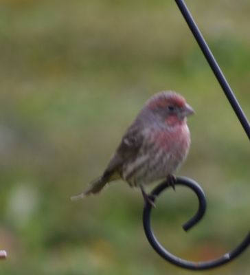 Purple Finch
