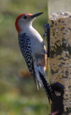 Red-Bellied Woodpecker Male
