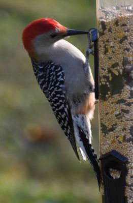 Red-Bellied Woodpecker Male
