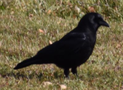 American Crow
Keywords: Species