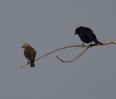 Brown-headed Cowbirds courting
