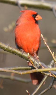 Northern Cardinal Male
