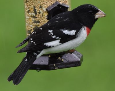 Rose-breasted Grosbeak Male
Keywords: Species