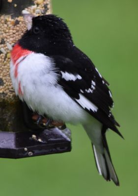 Rose-breasted Grosbeak Male
