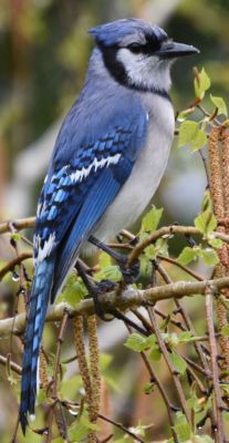 Blue Jay
Keywords: Species
