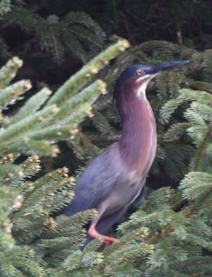 Green Heron
