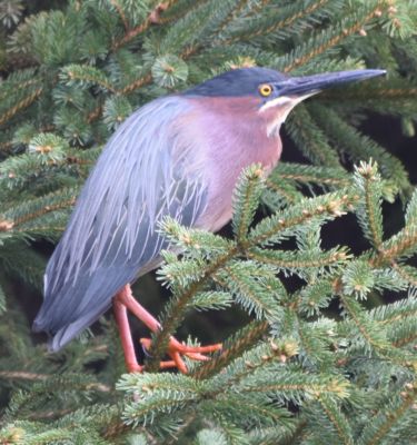 Green Heron
Keywords: Species