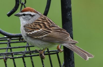 Chipping Sparrow
Keywords: Species