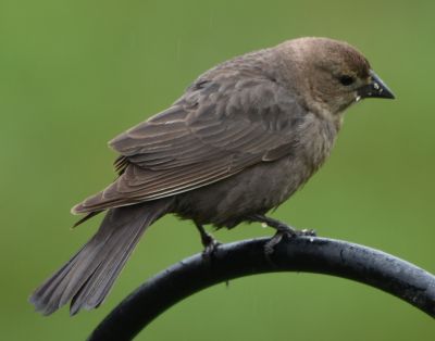 Brown-headed Cowbird Female
