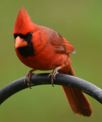 Northern Cardinal Male
