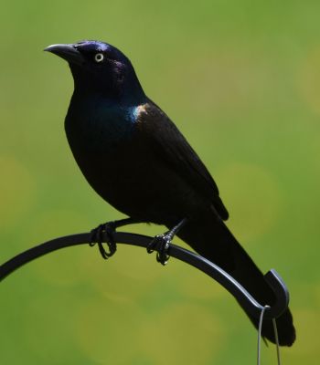 Common Grackle
Keywords: species
