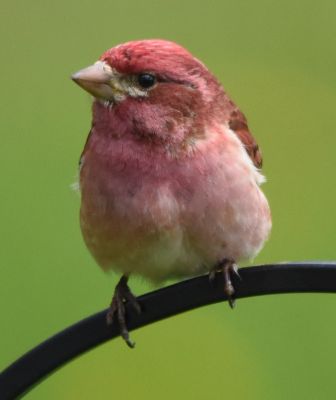 Purple Finch
