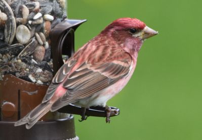 Purple Finch
